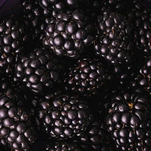 Macro detail of glossy ripe blackberries in deep rim lighting