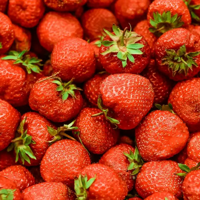 Lush fresh strawberries in bright morning natural light