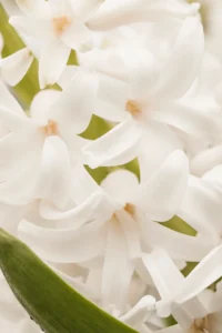 Soft powdery white florals in warm gentle light